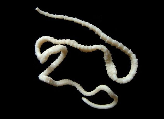 tapeworms crawling in the human body