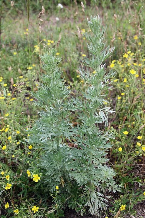 Wormwood - raw materials for making an effective dewormer