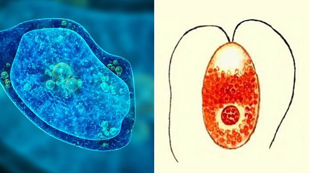 protozoan parasites amoebic dysentery and plasmodium malaria