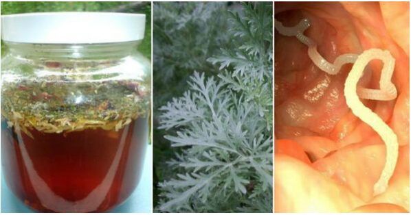 A decoction of wormwood will help kill parasites