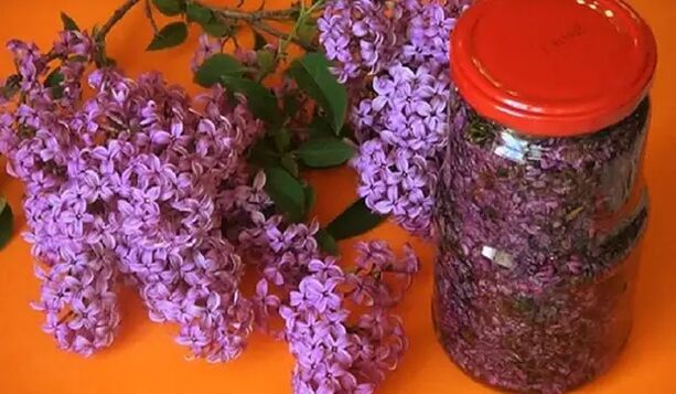 Lilac-based infusions are used to kill worms