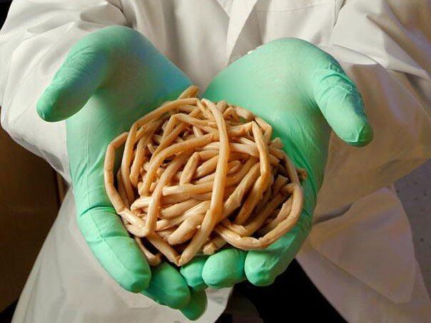 What is dangerous parasites