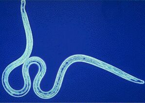 Parasites